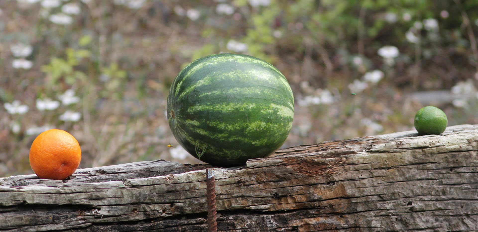 Watermelons are a favorite for casual bullet testing sessions.