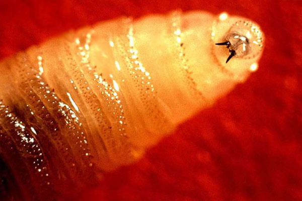 Invasive Screwworm Threat Headed for Our Southern Border