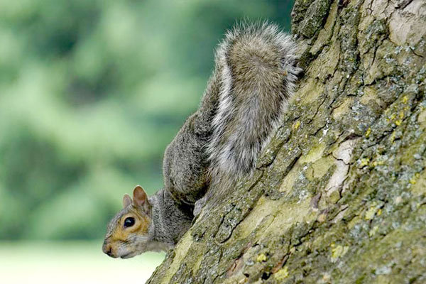 Primary Lessons of Spring's Squirrel Woods