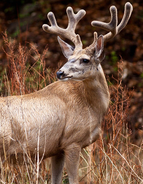 Hunting at NRAWC