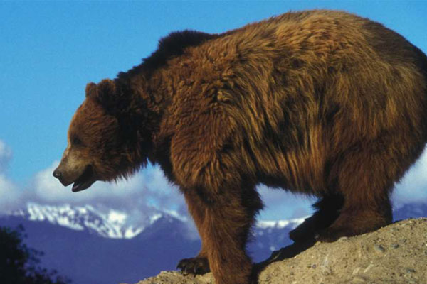 Idaho Bear Hunters Now Required to Pass ID Course