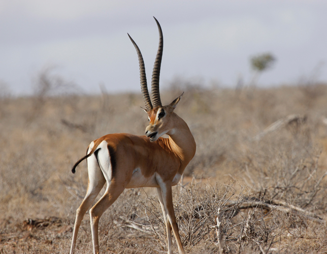 A GROOMING GAZELLE