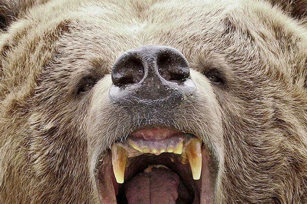 Lessons Learned from a Grizzly Bear Attack on the Kenai