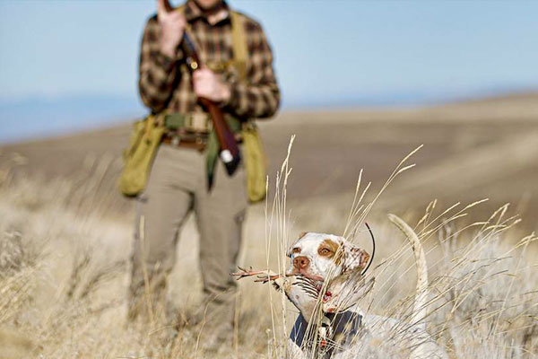 How to Hunt Chukar, the ‘Devil Bird'