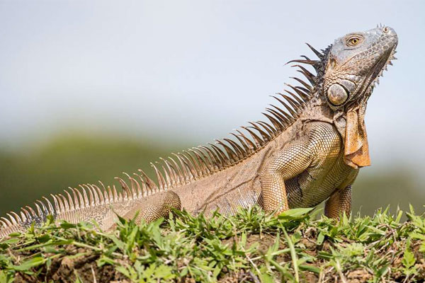 5 Species to Pursue in the Offseason