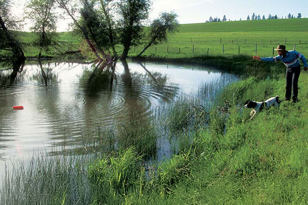 Gundogs: Summer Fitness