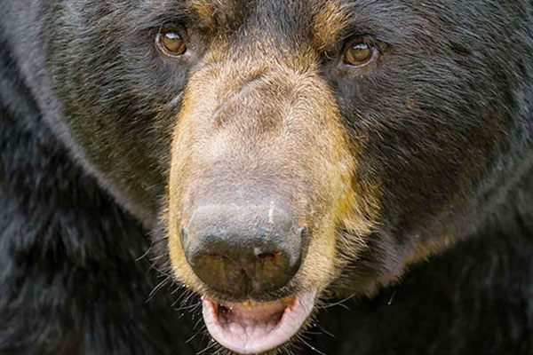 Bear Defense From the Professionals