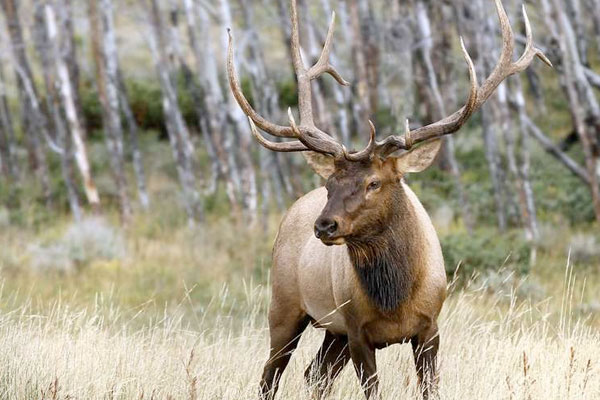 How to Hunt Silent Elk