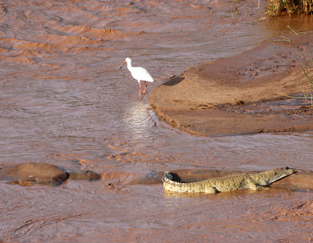 THE GALANA RIVER