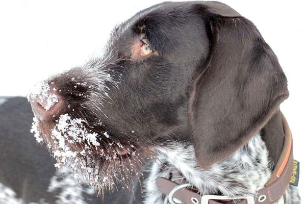 Sportsmen's Alliance Sues CDC on Dog-Import Rule