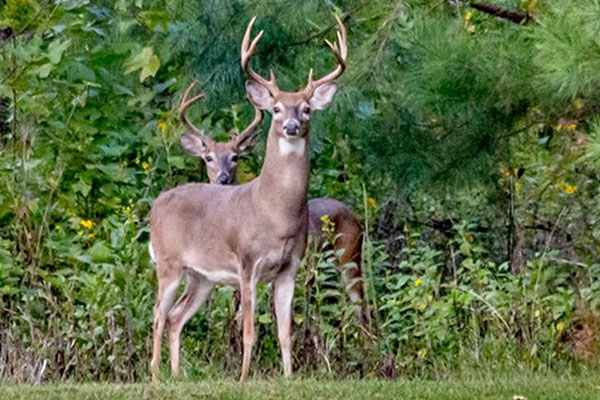 5 Worst Places to Deer Hunt in the Early Season