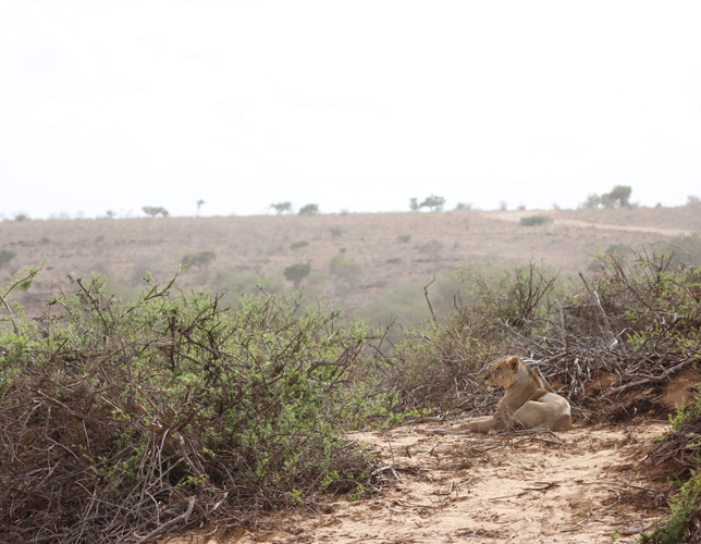 A LION IN THE SHADE