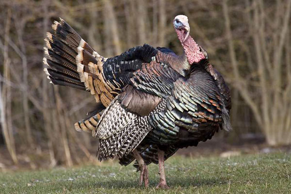 Why There's No Turkey Like the Eastern