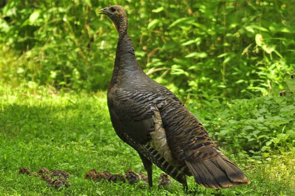 Count Some Quail, Tally Some Turkeys