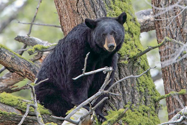 A One-and-Done Black Bear Hunt
