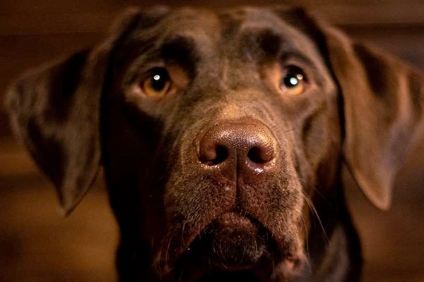New CDC Rules to Affect Hunters Traveling to Canada with Dogs