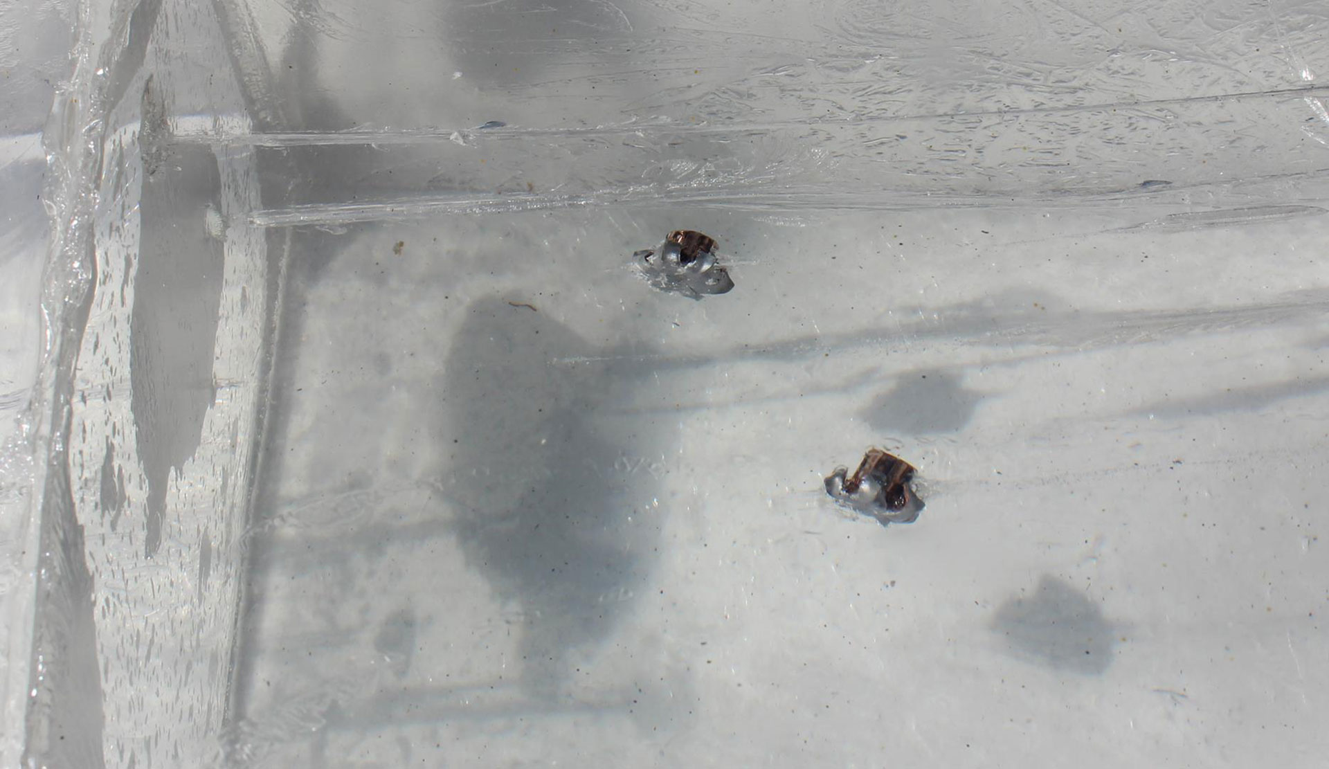 Two .32-cal. hollow point bullets suspended in transparent Clear Ballistics gel.