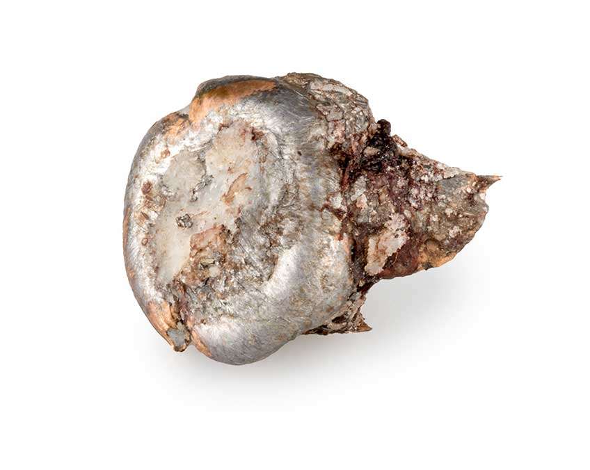The 6.8 mm Western performed extremely well during an elk/mule deer hunt in October. This bullet was retrieved from an elk cow shot at 220 yds., and it expanded to between 0.51" and 0.60" in diameter.