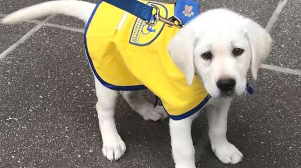 puppy.jpg