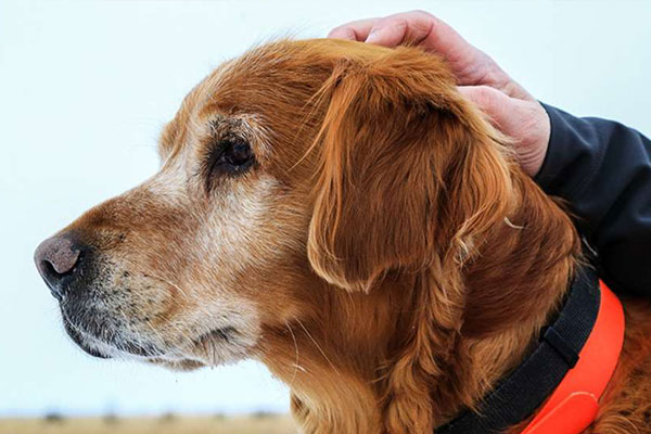 How to Care for Your Older Hunting Dog