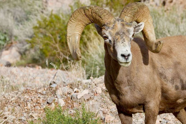 Must-Have Gear for a DIY Sheep Hunt