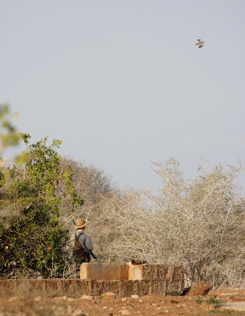 HUNTED LIKE MOURNING DOVES