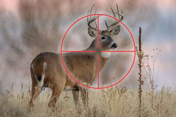 Are Neck Shots on Big Game a Good Idea?