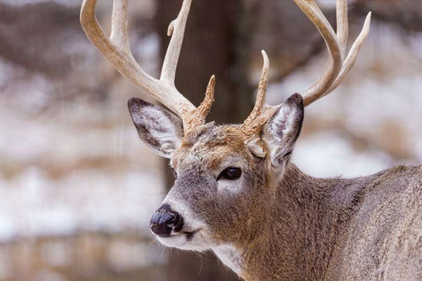 NRA's Wild Game Meat Donation Month