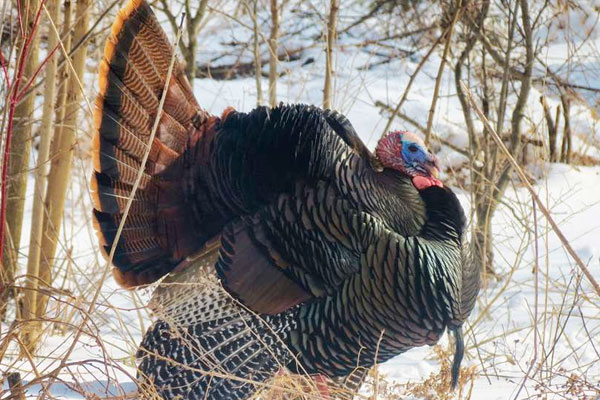Finding a Turkey Hunting Mentor