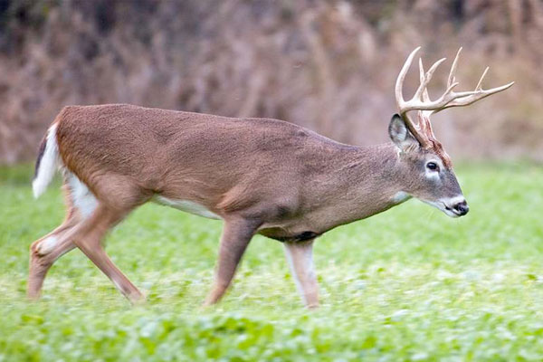 How to Attract and Keep Bucks on Your Property