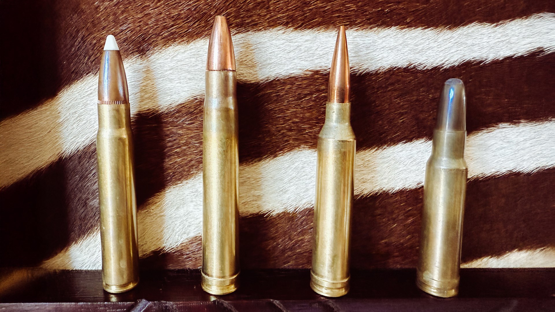 Ammunition cartridges vertical arrangement 9.3x62 mm 375 H&H Mag 7 mm Rem Mag and 350 Rem Mag shown in front of zebra skill on shelf