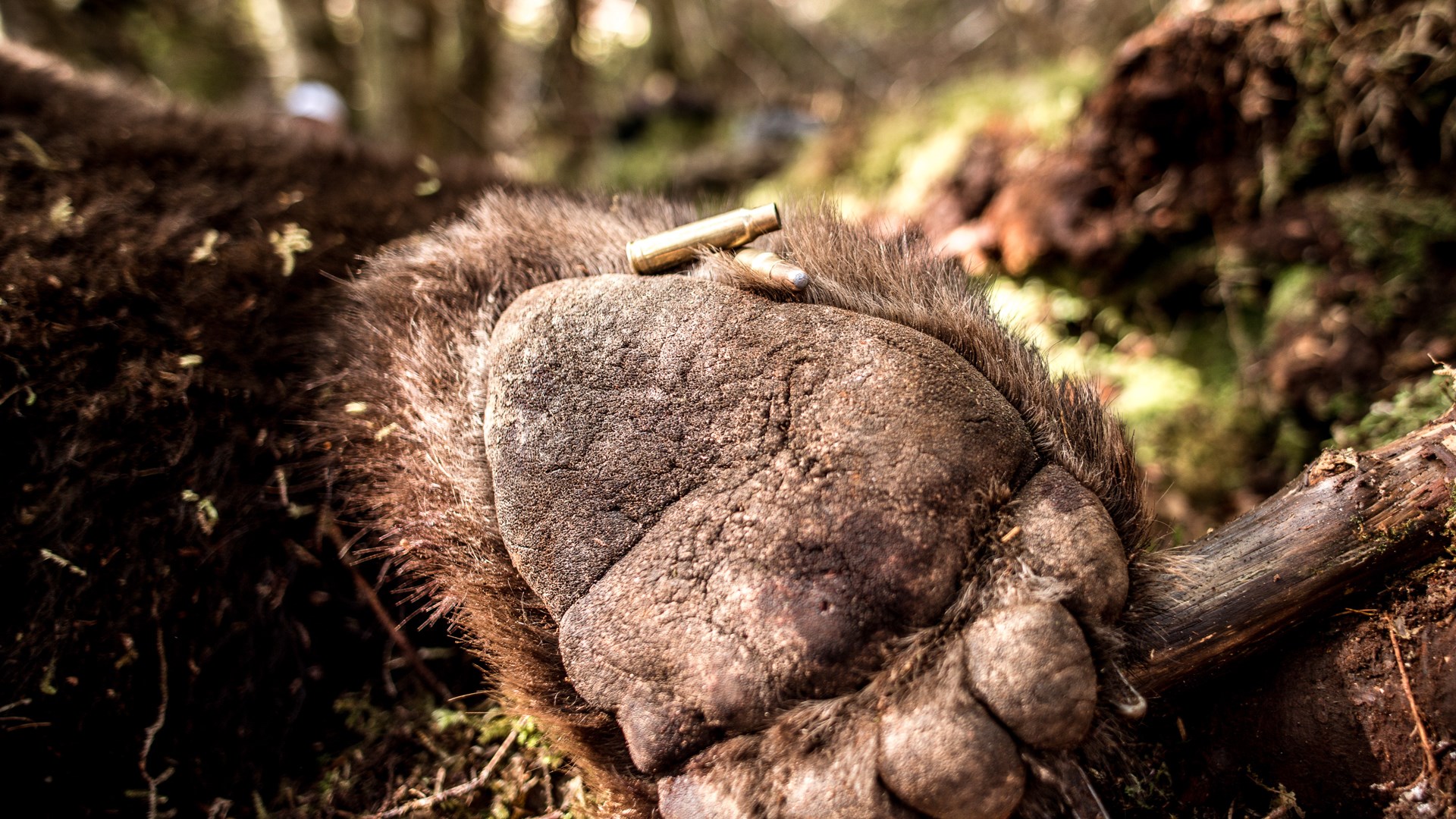 Coastal Brown Bear paw  shown with ammunition resting near fur