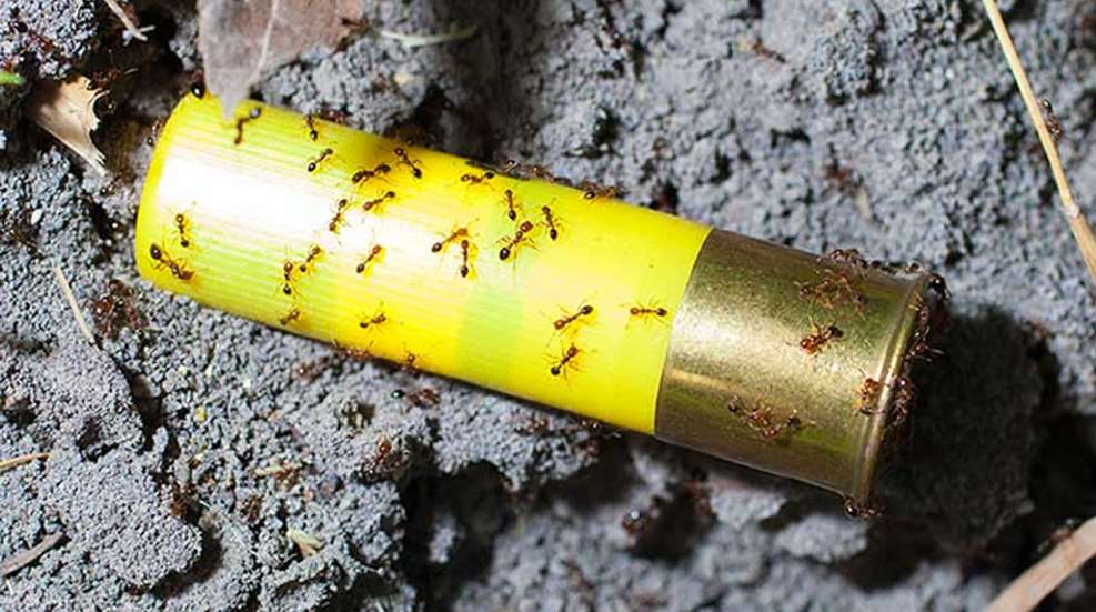 ants_shotshell.jpg